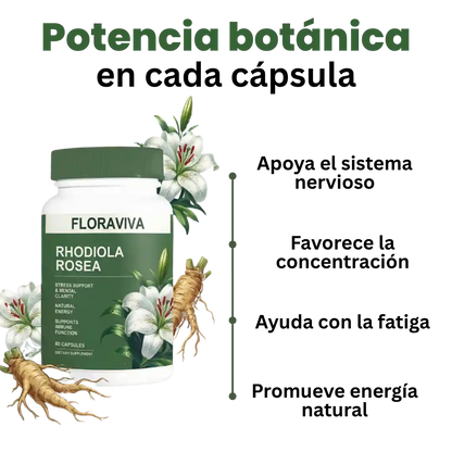 Rhodiola Focus