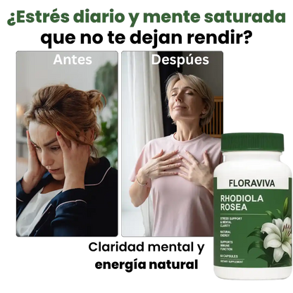 Rhodiola Focus